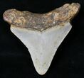 Juvenile Megalodon Tooth - North Carolina #18608-2
